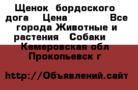 Щенок  бордоского  дога. › Цена ­ 60 000 - Все города Животные и растения » Собаки   . Кемеровская обл.,Прокопьевск г.